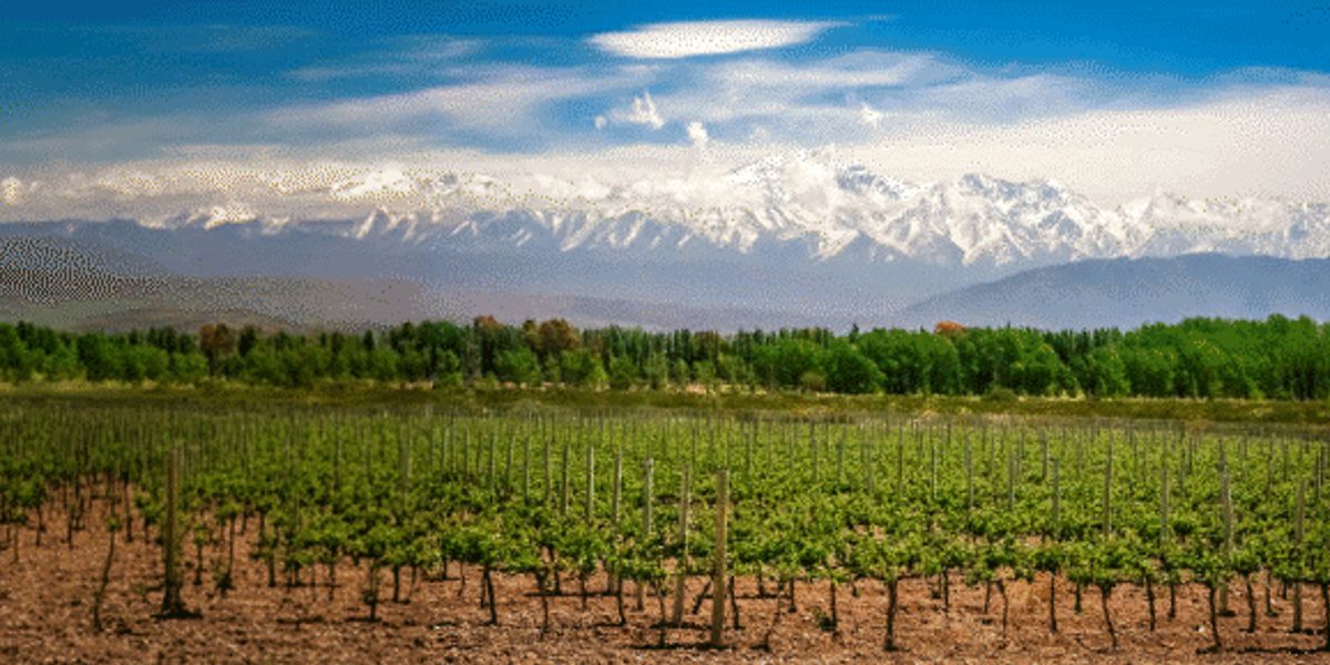 Vineyard rows leading to a tree line with snow-capped mountains on the horizon under a blue sky