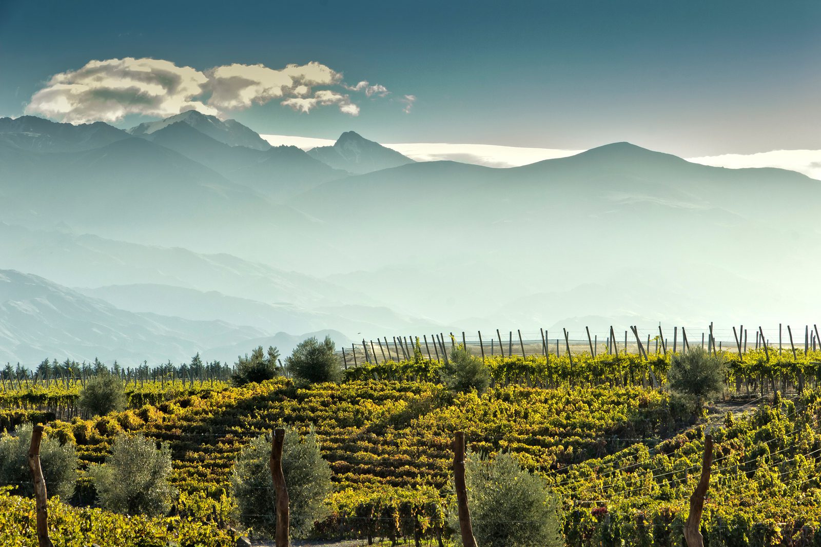 Sunlit vineyard terraces with wooden posts and olive trees in foreground, misty mountain ranges behind, under a clear blue sky with drifting clouds