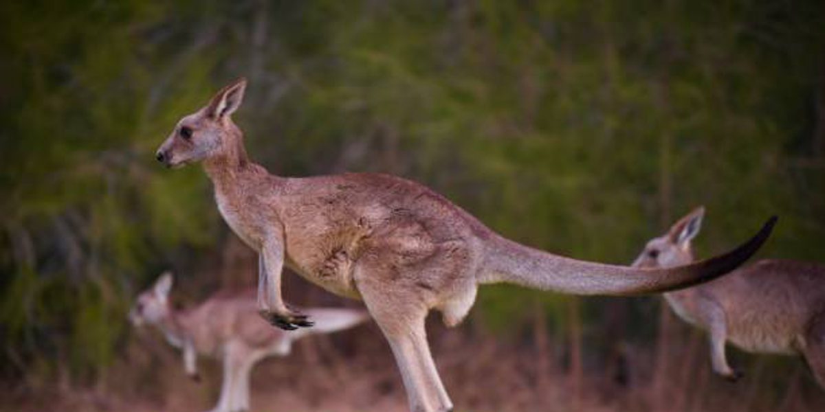 Three kangaroos, one captured mid-hop, moving across a grassy field with trees in the background