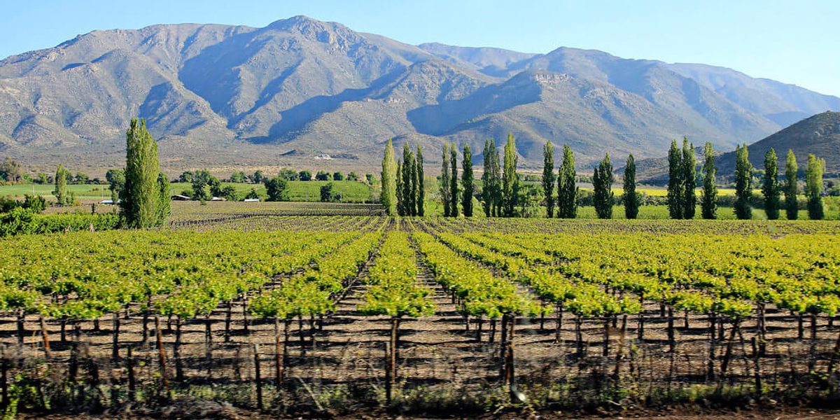 Chile wine club trip