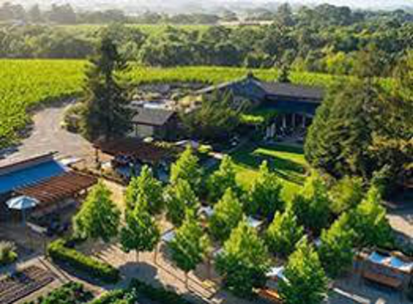 Image of a vineyard