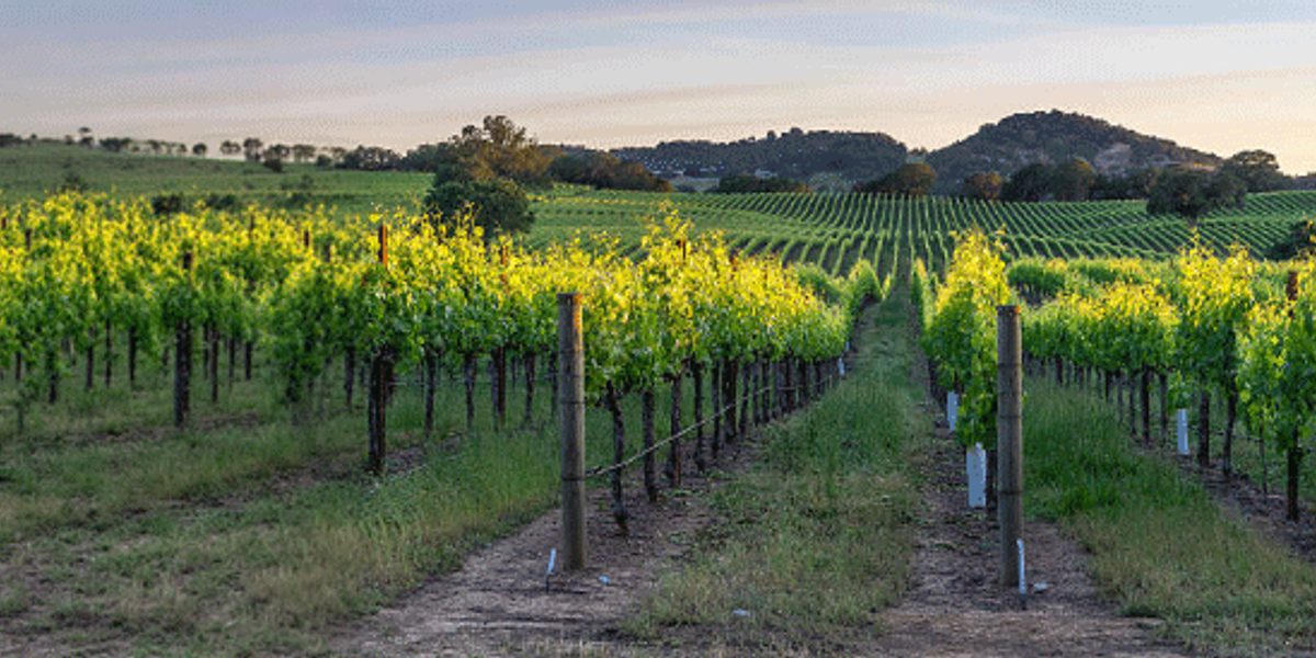 Panoramic view of vineyard rows stretching across rolling hills under a pale sky