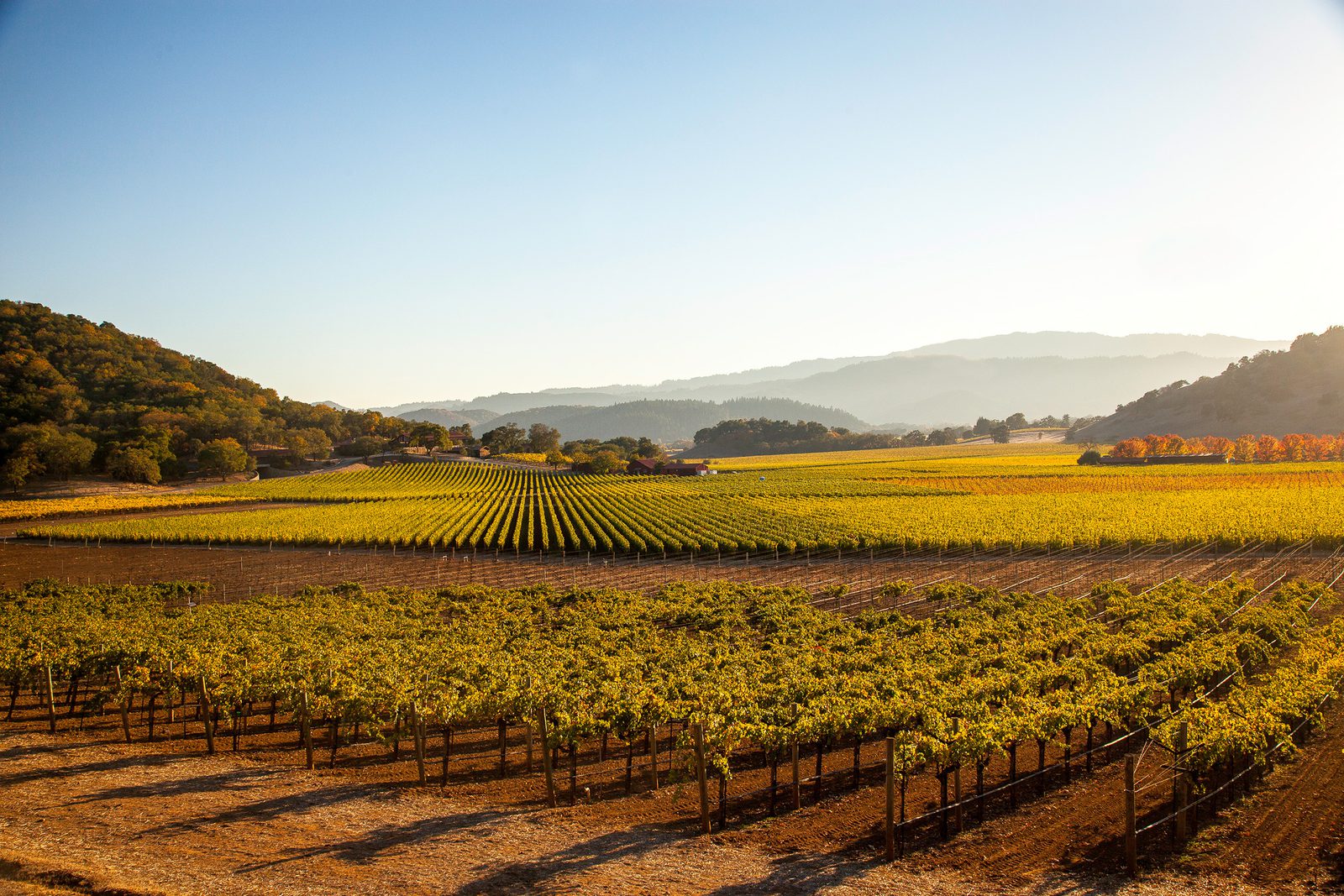 Sunlit vineyard rows stretch across a valley of golden autumn vines, with rolling hills and hazy mountains under a clear blue sky.
