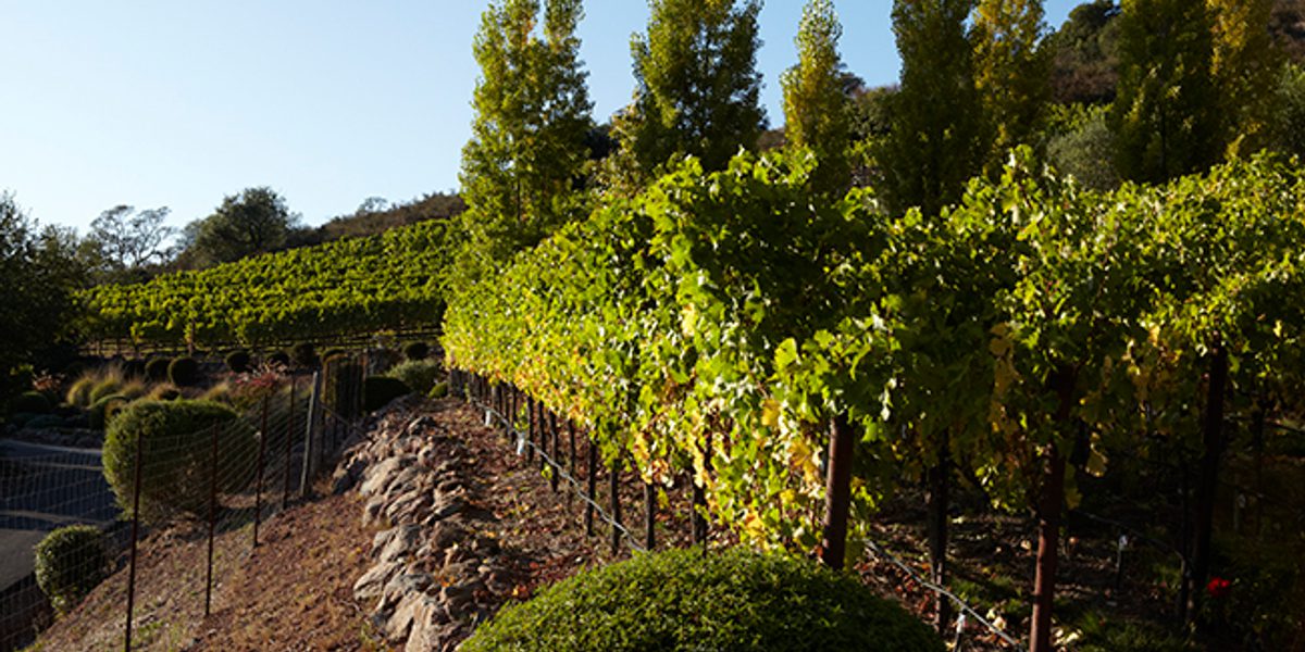 A row of vines on a hillside.