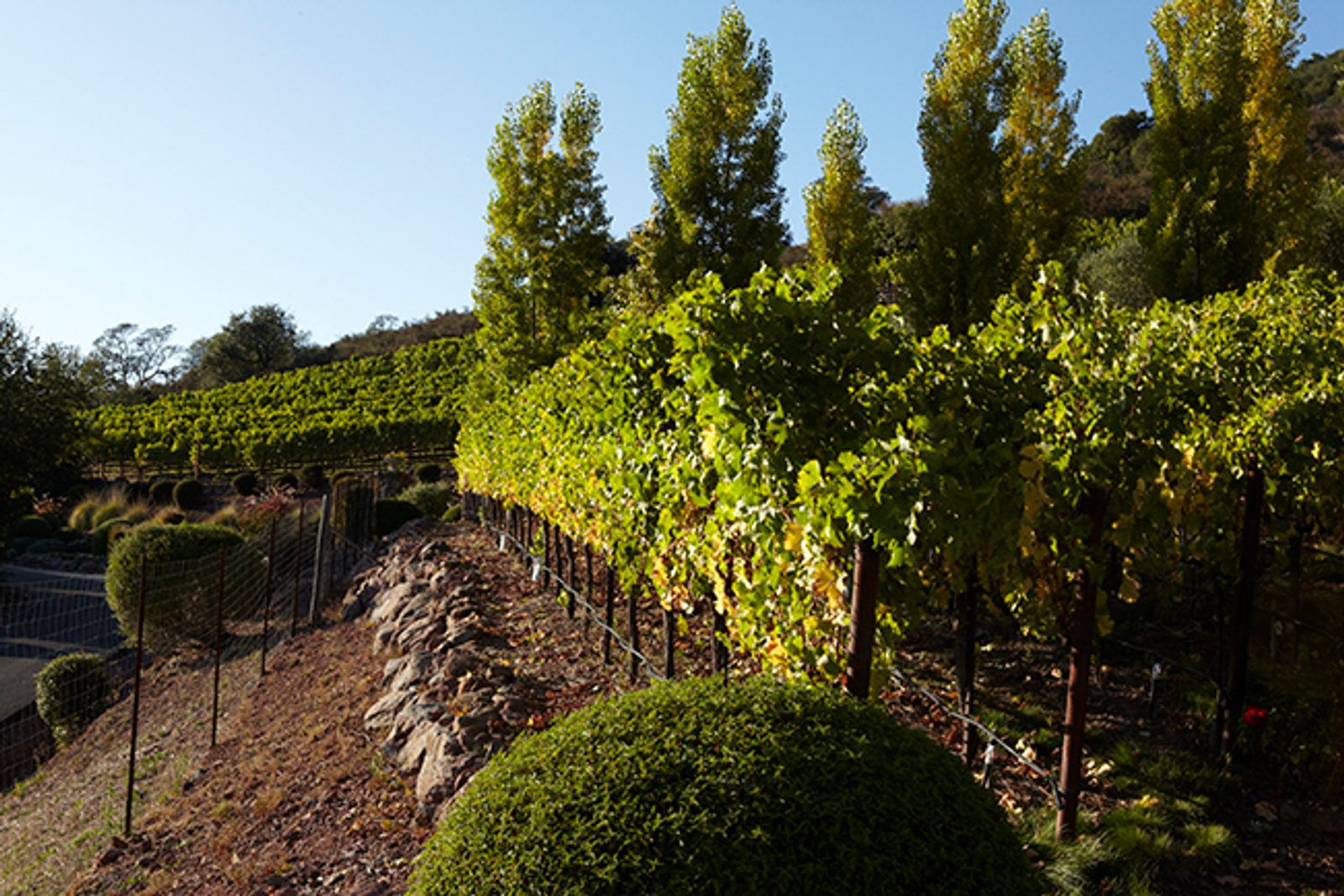 A row of vines on a hillside.