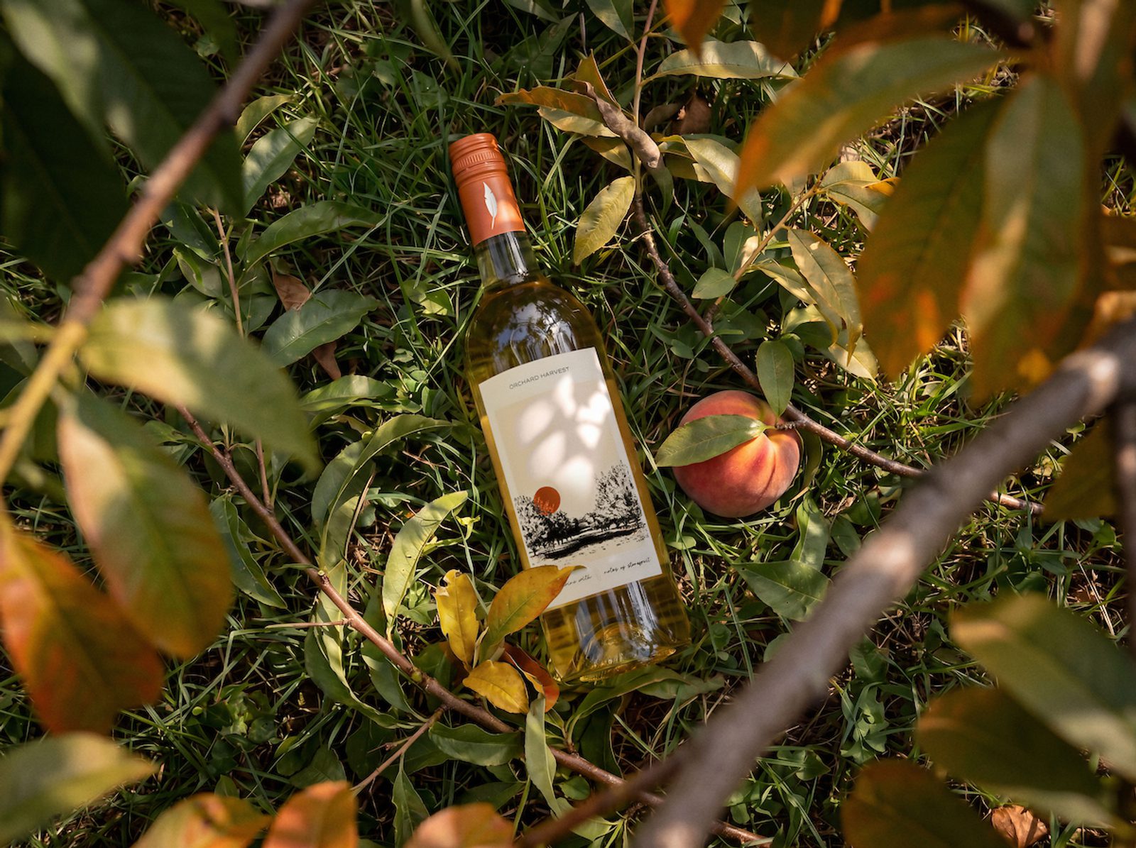 Wine bottle lying among green leaves and branches on grass, beside a ripe peach, with warm sunlight filtering through orchard foliage.