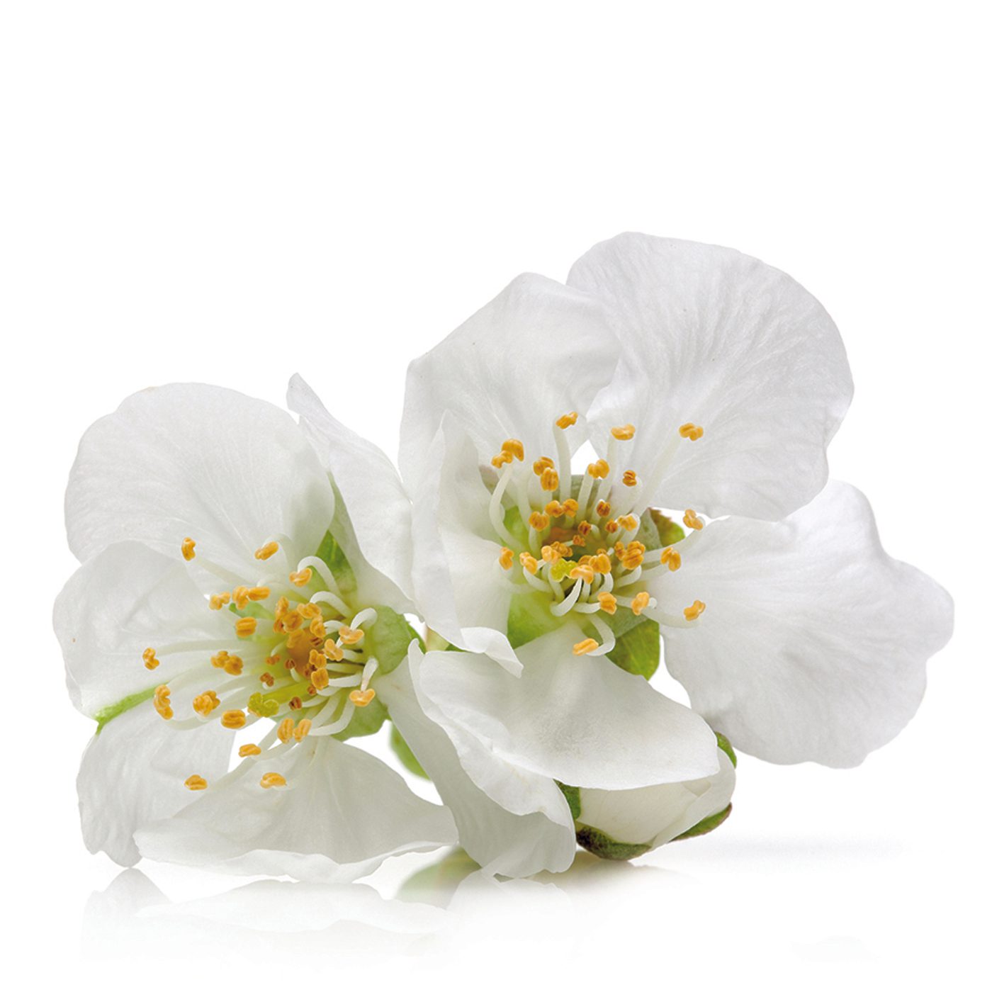 White Flower