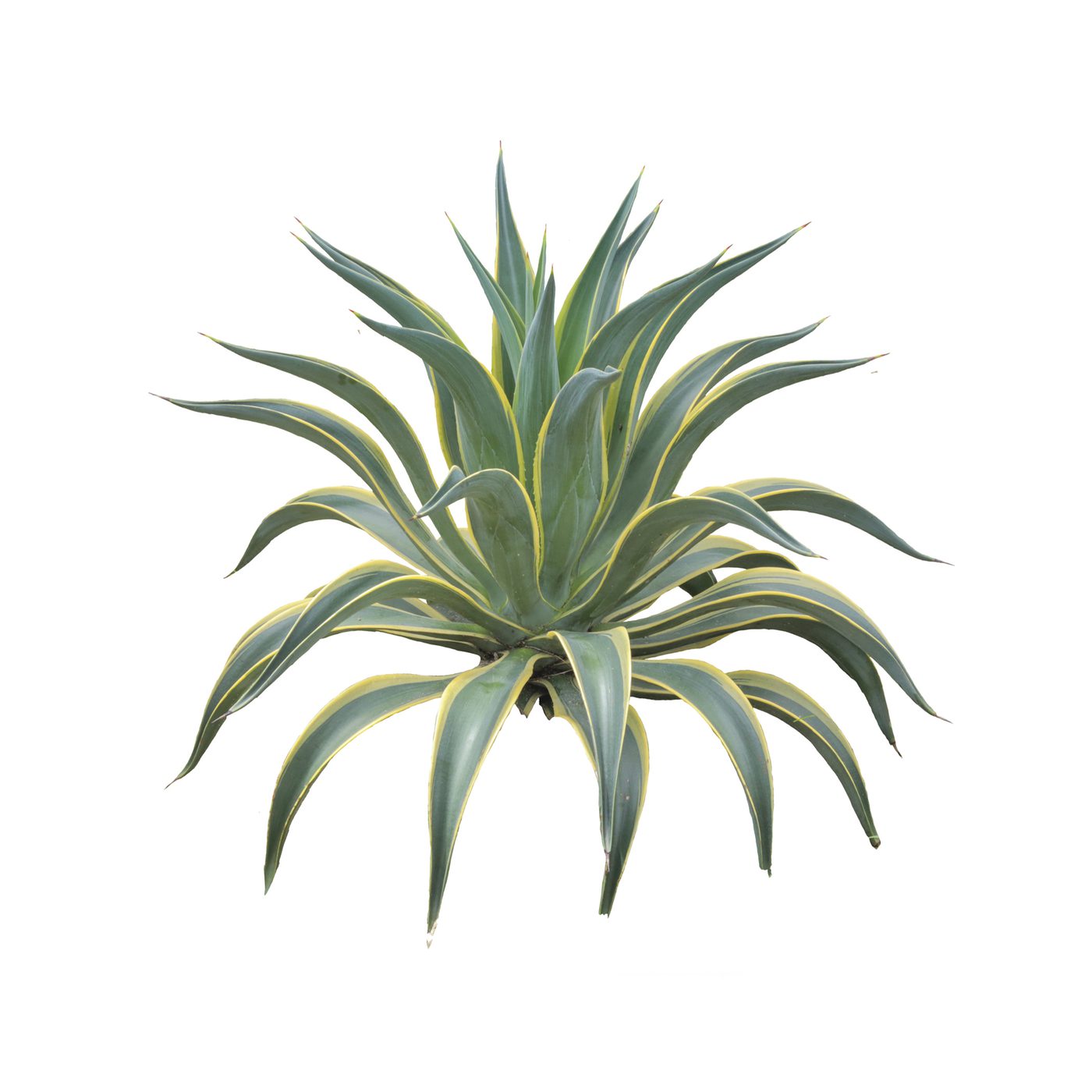 Agave