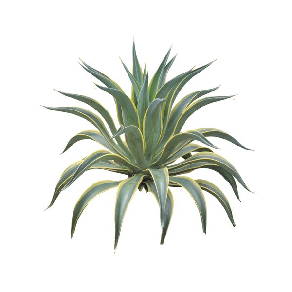 Agave