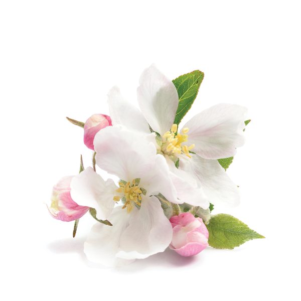 Apple Blossom