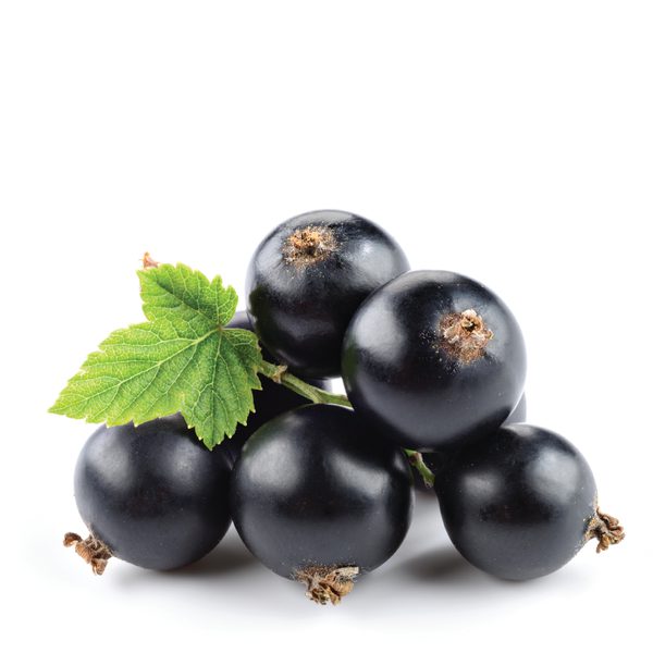 Black Currant