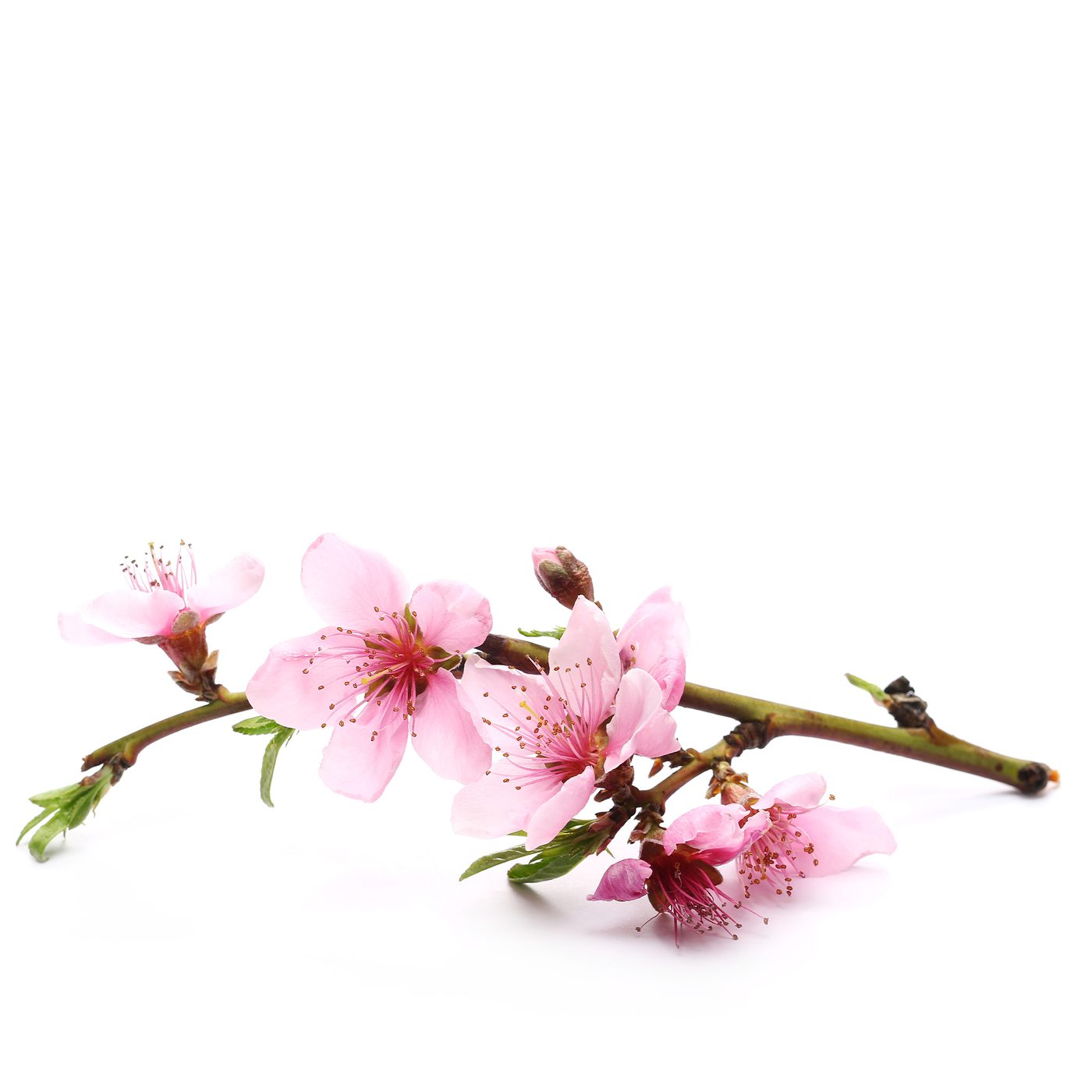 Cherry Blossom
