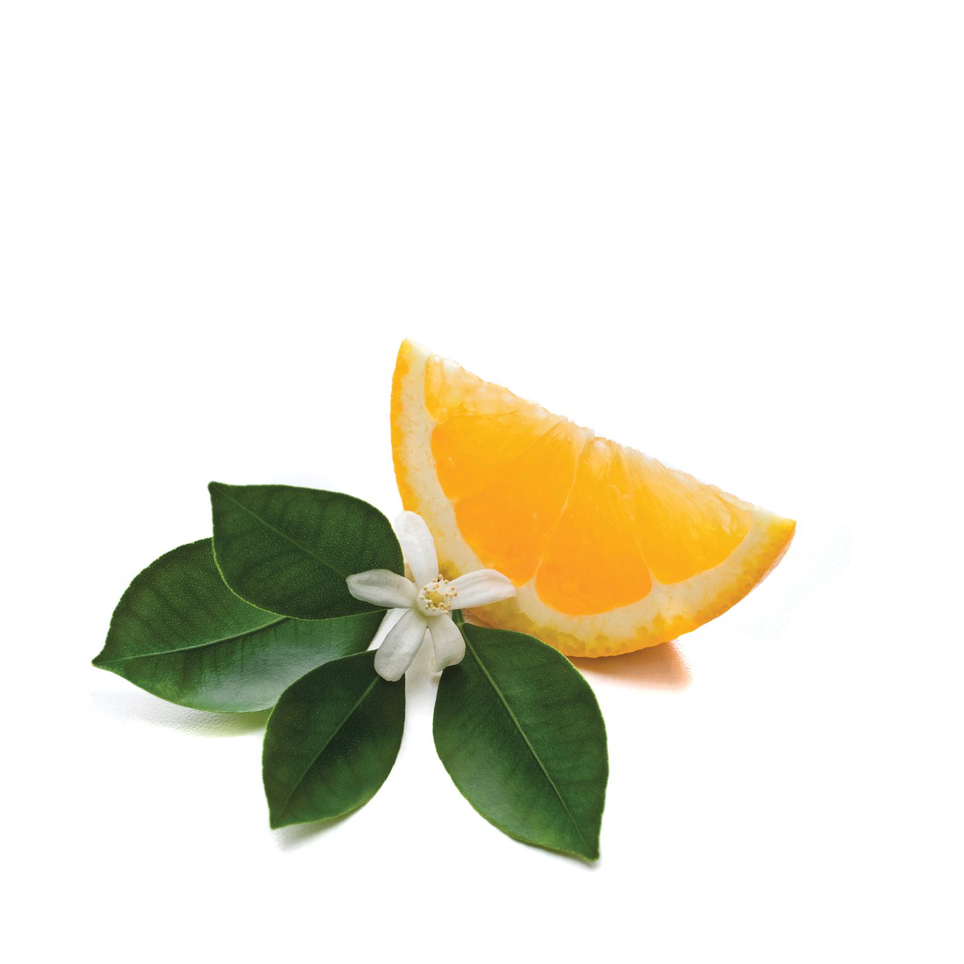 Citrus Blossom