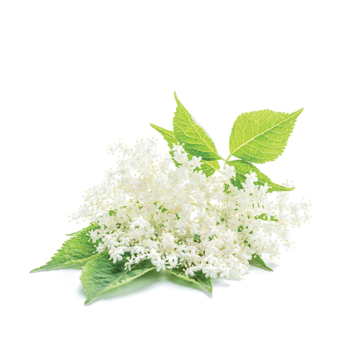 Elderflower