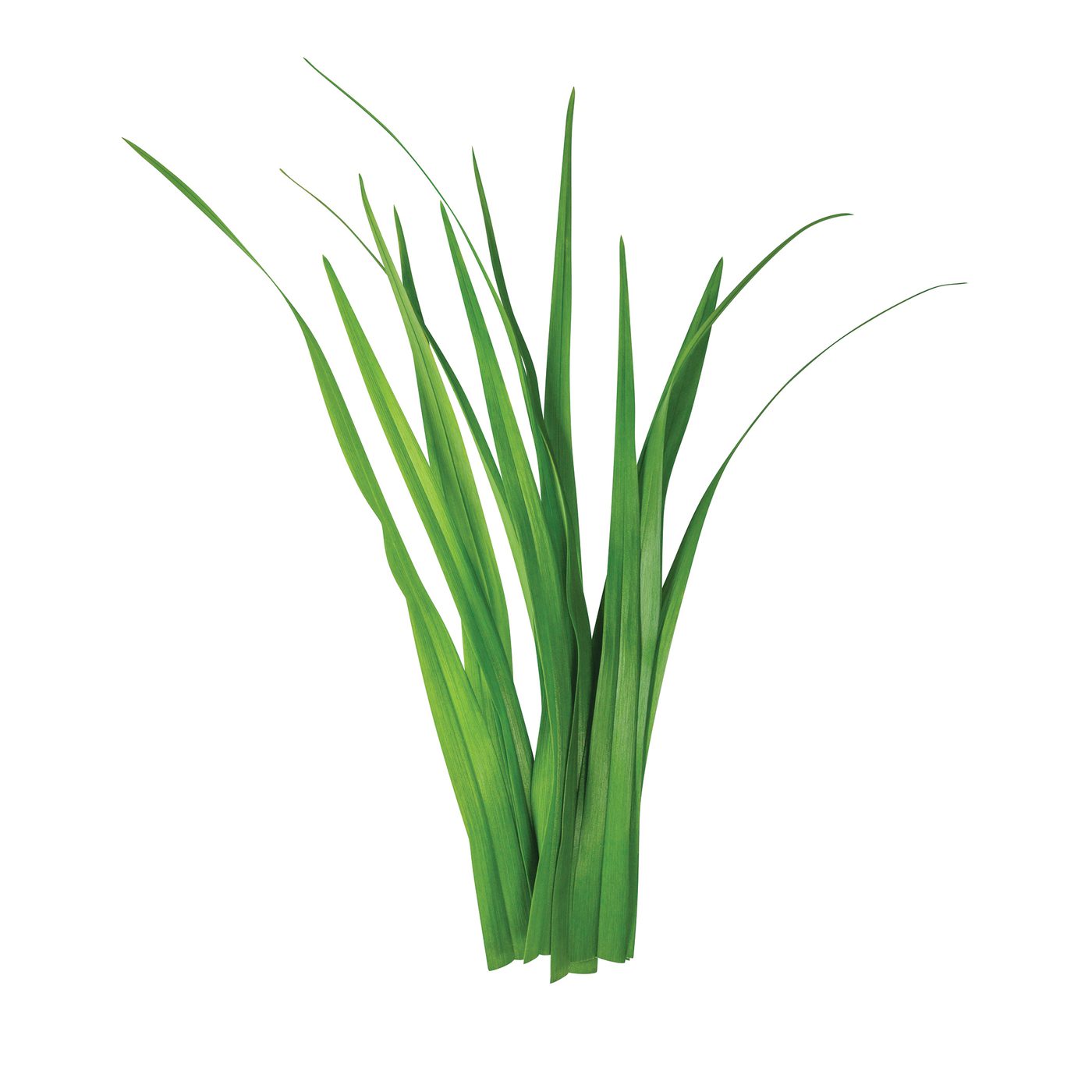 Grass