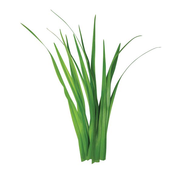 Grass