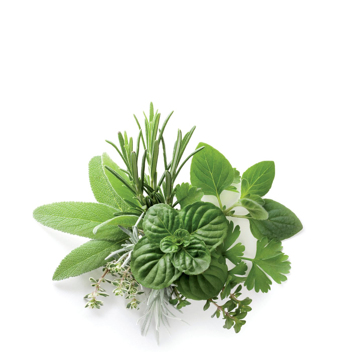 Fresh Herbs