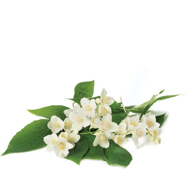 Orange Blossom
