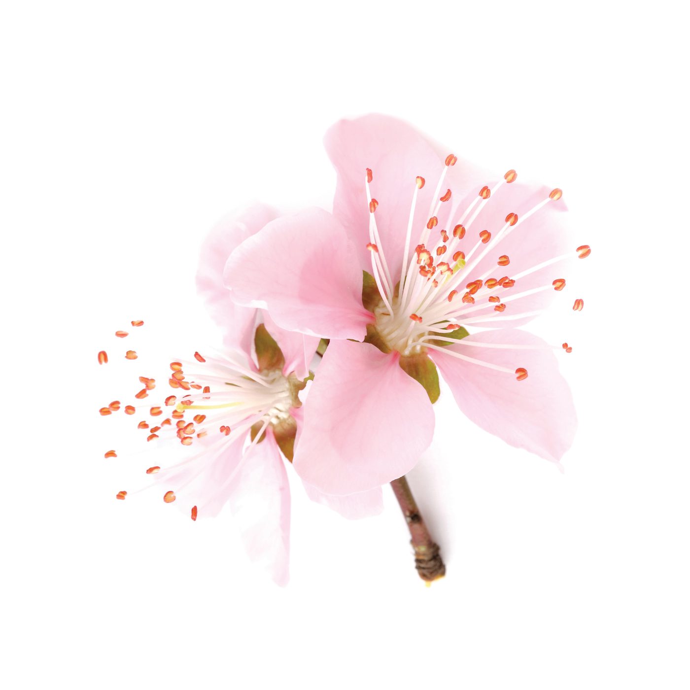 Peach Blossom