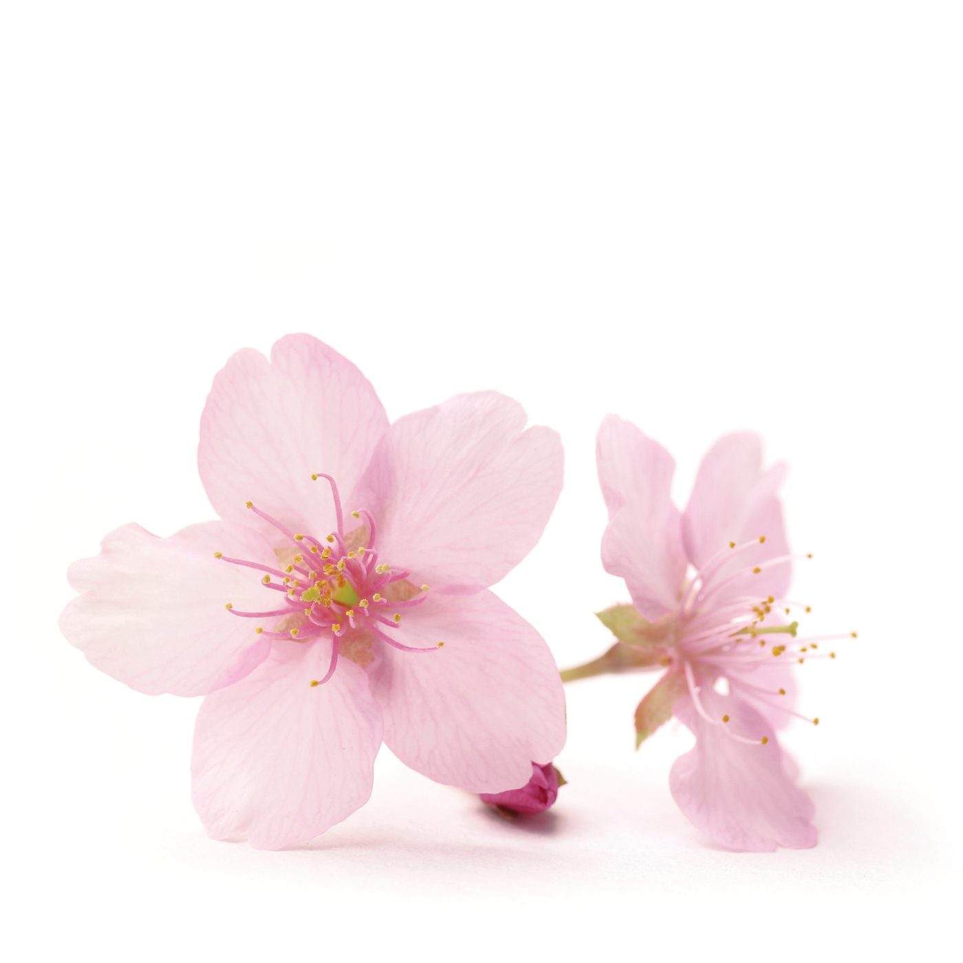 Pink Flowers