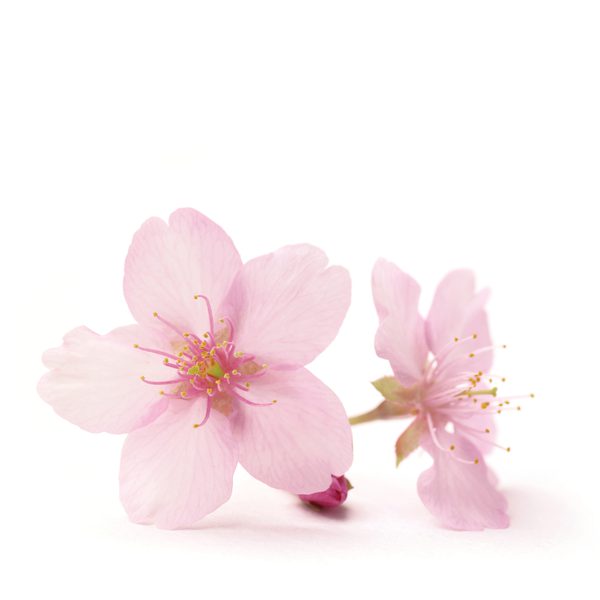 Pink Flowers