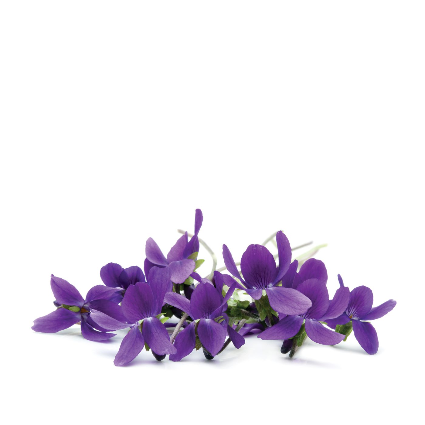 Violets