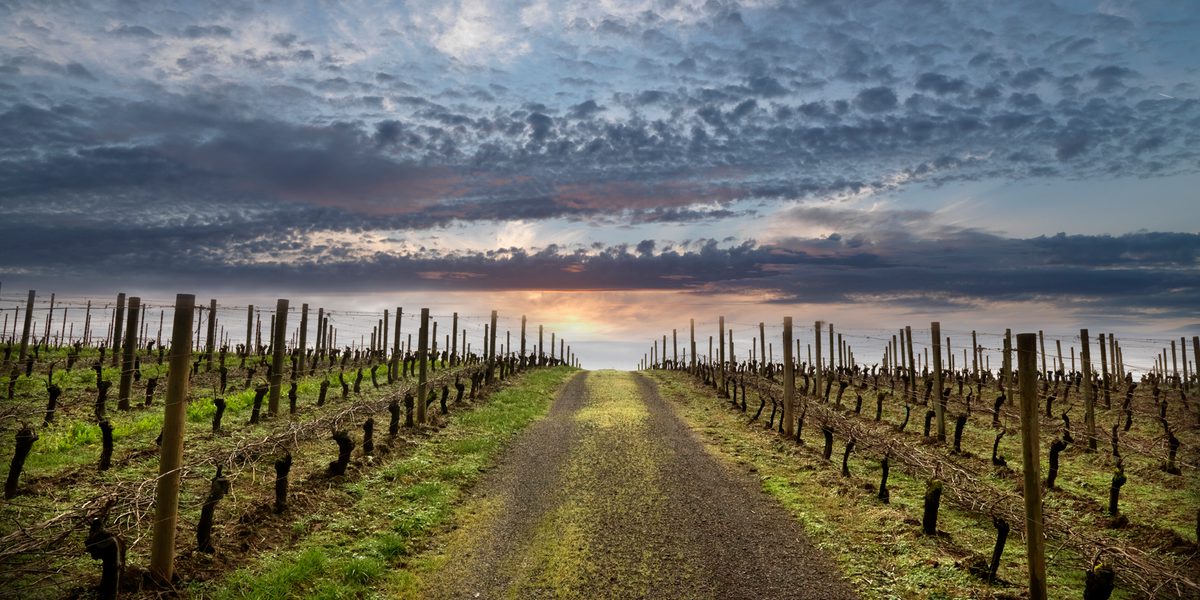 A road leading to a vineyard at sunset.